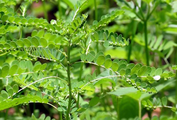 Cây chó đẻ chữa gan nhiễm mỡ